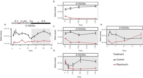 Figure 1. Changes in the C to N ratio (derived from 2-OG/Glu) upon TOR inhibition in Chlamydomonas.(a) Over 24-h cell cycle (the red-star symbol in the plot marks the commitment point (CP) of the cell cycle, where the cells grow large enough to commit to divide); (b) in the presence of light (batch culture); (c) dark; (d) dark and no nitrogen; and (e) extended darkness (dotted line indicates the start of extended dark phase). Sampling time is given on the x-axes, while relative intensities are given on the y-axes. Note that 0 h sampling was carried out only in (d) to account for the error introduced due to the nitrogen starvation, before applying rapamycin treatmentCitation.11 The metabolites were measured using GC-MS platform. Samples are represented as the mean of six replicates ± SE (a) and five replicates ± SE (b–e). Significance testing was performed by ANOVA2. The data plotted in (a–d) were retrieved from previously published worksCitation.11