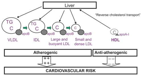 Figure 1 Atherogenic and anti-atherogenic lipoproteins. This diagram shows that there is one single apolipoprotein B (apoB) molecule in each large, buoyant or small, dense particle of very-low-density (VLDL), intermediate-density (IDL), and low-density lipoproteins (LDL). Therefore, apoB represents the total number of potentially atherogenic particles. Apolipoprotein A-I (apo A-I) is the principal protein component in high-density lipoproteins (HDL) and is responsible for starting reverse cholesterol transport. The balance between apoB and apoA-I is indicative of cardiovascular risk: the greater the ratio, the greater the risk.
