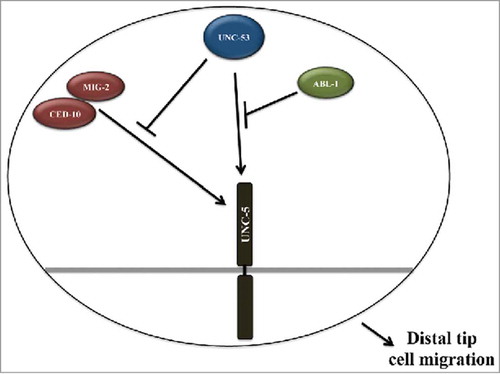 Figure 4. Molecular model depicting UNC-53 mediated regulation of UNC-5 in Rac GTPase dependent and independent pathways required for proper DTC migration: The genetic data supports UNC-53 functioning in Rac GTPase dependent and independent pathways for proper DTC migration by regulating the activity of UNC-5 receptor. We propose that UNC-53 primarily regulate UNC-5 activity by 2 pathways, first by negatively regulating CED-10 and MIG-2 mediated signaling and second pathway includes ABL-1 and most probably ABI-1.