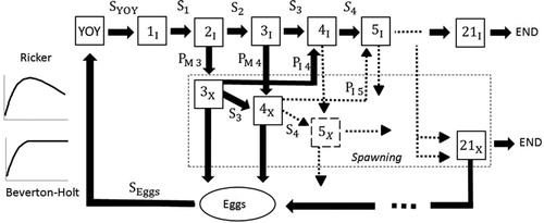 Figure 1. Conceptual model for White Suckers. Stock-recruitment relations were simulated using either Ricker or Beverton-Holt recruitment processes. Each box represents an age-class, YOY is young of the year, S is survival, I represents non-reproductive individuals, P represents probability of maturing at a given age, X represents mature individuals, Eggs is the total number of eggs produced in a season from each mature age-class, and END limits White Sucker life expectancy to 21.