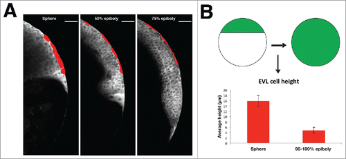 Figure 1. EVL cells flattening accounts for most of its expansion throughout epiboly. (A) Snapshots of a 2-photon microscopy time-lapse movie at the medial plane of a membrane labeled transgenic embryo [Tg (β-actin:mGFP)]. The lateral outlines of distinct EVL cells are marked in red. Scale bar, 50µm. (B) Geometrical estimation of the increment in surface area of the EVL during epiboly. The area of the surface of the sector covered by the EVL on an imaginary sphere increases 3.3 times from epiboly onset to closure. On the other hand, average EVL cells height at sphere (15,9 ± 2,1 µm) and epiboly closure (4,8 ± 1,1 µm) show also a reduction of 3,3 times. Error bars - Standard Deviation, n = 16 for each condition, data from 2 embryos.