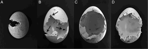 Figure 2. Marks left on eggshells by known predators (based on nests monitored by camera traps). Egg of the Little Crake (A) depredated by the Marsh Harrier, with thin, horizontal V-shaped groove. Egg of the Water Rail (B) with a deep V-shaped grooves, and specific small hole on the adverse side of the egg made by the Marsh Harrier's tip of the upper mandible (arrows). Egg of the Water Rail depredated by the Raccoon Dog (C) and by the Least Weasel (D), with rounded holes and heavily cut edges (photos by J.J.).