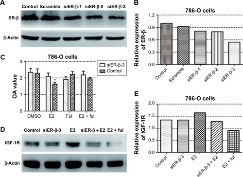 Figure 2 (A and B) The effect of ER-β siRNA on 786-O cells. (C) E2 exerted its inhibitory function through ER-β: ER-β-downregulated 786-O cells and the controls were treated with E2 and/or fulvestrant for 72 hours, and cell proliferation was tested using the CCK-8 assays (*P<0.05). (D and E) E2 stimulation increased the expression of IGF-1R in 786-O cells.