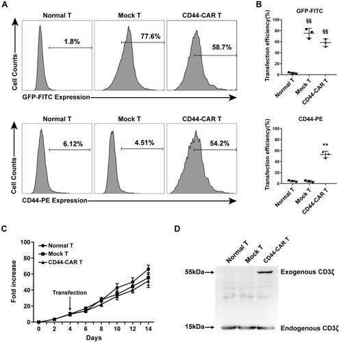 Figure 2 CD44-CAR expression analysis. (A) Flow cytometry showed CD44-CAR expressed in human T cells seven days after transfection. Normal T cells were used as control groups. Mock T cells were generated by electroporating plasmid encoding GFP under the same condition of CD44-CAR T generation. (B) Transfection efficiency of GFP gene or CD44-CAR in normal T, mock T and CD44-CAR T cells. Statistics are presented as the means ± SDs, n = 3 per group, §§ P<0.05 vs normal T group; ** P<0.05 vs normal T and mock T groups. (C) Fold expansion of normal T, mock T and CD44-CAR T cells, all cells were cultured in vitro and activated by anti-CD3/CD28 mAb, IL-2/IL-15 and IFN-γ. Statistics are presented as the means ± SDs. n = 3 per group. (D) The CAR protein expression was represented by Western blot analysis. The exogenous CD3ζ was detected to illustrate CD44-CAR expression.