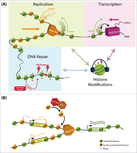 Figure 1. Histone modification as a means for communication and cross-regulation between different DNA regulated processes. (A) Histone modifications can serve as a platform for communication between the different DNA-dependent processes: DNA-related processes are coupled to changes in histone modifications and histone turnover. These include the eviction and assembly of histones during DNA replication and transcription, the modification of histones, in preparation and during these processes, and the recruitment of specific proteins (e.g. DNA repair machinery following DNA damage). We propose that through the platform of histone modifications, one process can pass information needed for the regulation of other DNA-dependent processes. (B) H3K56ac as a signal of communication between DNA replication and transcription: During replication, newly synthesized histones are acetylated by Rtt109 and Asf1 on H3K56. These histones are incorporated in replicated loci, allowing the discrimination between replicated and non-replicated regions. In turn, this information deposited by a replication-associated process, allows tuning expression to buffer changes in DNA dosage.