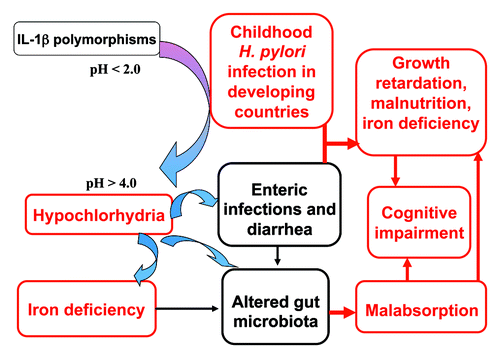 Figure 1. Potential multiple outcomes of childhood H. pylori infection in developing countries. Infection with H. pylori is frequent in children in developing countries.Citation2H. pylori infection is accompanied by a period of hypochlorhydria for several months. Hypochlorhydria in H. pylori infected children has been associated with iron deficiency.Citation6 Polymorphisms in IL-1β gene cluster may control the extent and duration of hypochlorhydria with initial H. pylori infection. Pro-inflammatory polymorphisms in the IL-1β gene cluster in H. pylori infected children are associated with hypoferritinaemia and reduced hemoglobin concentrations.Citation7 The period of hypochlorhydria associated with H. pylori infection in poor resource settings is a potential window for the acquisition of other enteric infections and diarrheal disease.Citation90,Citation91 The clinical consequences and potential synergism between H. pylori infection and diarrheal disease in poor resource settings will promote not only malnutrition and growth impairment, but also cognitive impairment.Citation150 The hypochlorhydria induced by H. pylori infection may also result in alterations in the gut microbiota and contribute to small intestinal permeability changes and malabsorption, thus also impacting on malnutrition and growth impairment.
