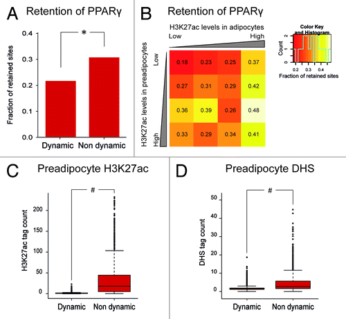 Figure 2. Correlation between H3K27ac and retention of PPARγ binding sites. The analyses were performed using publically available PPARγ and H3K27ac data from the Rosen groupCitation19 (GEO accession GSE20752) and DHS data from the Mandrup groupCitation9 (GEO accession GSE27826). For each PPARγ peak (GSM535769), mean H3K27ac tag/10e6 and DHS tag/10e6 counts were calculated for preadipocytes and adipocytes. Retention of PPARγ sites were calculated as described in the Mandrup/Sandelin study.Citation6 (A) Bar diagram representing the fraction of retained sites for “dynamic” and “nondynamic” PPARγ binding sites. PPARγ peaks with > 5 fold more H3K27ac tags in adipocytes than in preadipocytes were considered dynamic. *p = 7.3*10^-17(Fischer Exact test). (B) Heatmap showing the fraction of retained sites for mouse PPARγ binding sites divided into 16 groups based on their acetylation levels in pre-adipocytes and adipocytes, respectively. The groups are 0–10, 10–20, 20–40 and > 40 tags pr 10e.Citation6 The color scale goes from red (low) retention to white (high) retention. (C+D) Box-whisker plots representing H3K27ac tag counts (C) and DHS tag counts (D) for “dynamic” and “nondynamic” PPARγ binding sites in preadipocytes. #p < 2.2*10^-16 (Wilcoxon test).