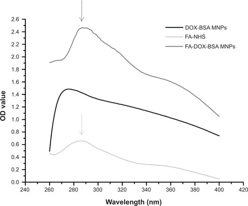 Figure 5 Ultraviolet spectra of FA-NHS, DOX-BSA MNPs, and FA-DOX-BSA MNPs.Note: The maximum absorption wavelength of FA-NHS appeared between 280 nm and 300 nm (dark gray arrow), which was consistent with the absorption wavelength of FA-DOX-BSA MNPs (light gray arrow).Abbreviations: OD, optical density; FA, folic acid; DOX, doxorubicin; BSA, bovine serum albumin; MNPs, magnetic nanoparticles; NHS, n-hydroxysuccinimide.