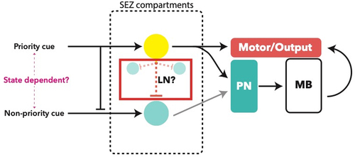 Figure 4. Proposed processing logic of a taste circuit. Internal state may lead to prioritization of one cue over another. Axo-axonal inhibition may facilitate lateral inhibition in a manner similar to local neurons (LN) which have not been described in the SEZ. Outputs from an SE compartment may be monosynaptic, i.e. directly resulting in a motor output, or polysynaptic, involving processing and signal integration by the mushroom body (MB) via projection neurons