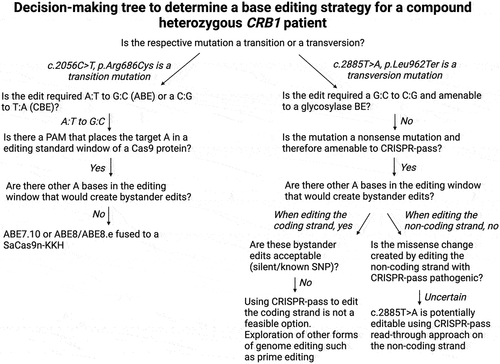 Figure 5. Decision making tree for developing a base editing strategy for a patient with compound heterozygous mutation in CRB1.