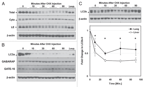 Figure 6 Kinetics of LC3b decay after injection of cycloheximide. Mice (n = 2–3 per group) were injected with 40 mg/kg cycloheximide and sacrificed at 0–90 min later. Additionally, mice were pretreated with 40 mg/kg leupeptin 1 h prior to administering cycloheximide (“Leup.”), and then sacrificed 60 min after the cycloheximide dose. (A) Western blot analyses of LC3b in liver total extracts (“Total”, 20 µg per lane), cytoplasmic fractions (“Cyto”, 10 µl per lane) and LE fractions (“LE”, 10 µl per lane). LC3B-II is indicated by an arrowhead. Analysis of µ-actin in liver total extract is shown as a loading control. Data is representative of two independent time-course experiments. (B) Western blot analysis of LC3a, GABARAP and GATE-16 levels in liver LE fractions (10 µl per lane). LC3a-II is indicated by an arrowhead. Analysis of β-actin is shown as a loading control. (C) Analysis of LC3b decay in lung total extracts after injection of cycloheximide (10 µl per lane). Quantification of LC3b-II decay in liver and lung total extracts is graphically depicted below. Open circles represent liver and closed squares represent lung. Each data point represents the mean ± 1 SD. *p < 0.05 lung versus liver by Student's 2-tailed t-test.