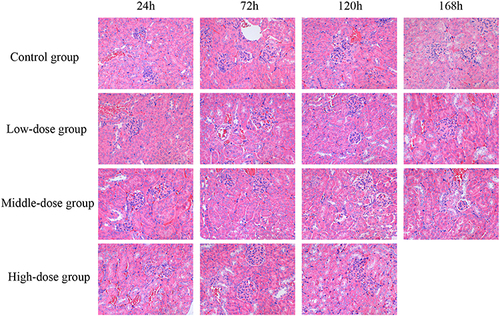 Figure 7 Sodium cyclamate induced kidney injury. The kidney sections were stained with HE and examined (magnification ×400). HE, hematoxylin and eosin.