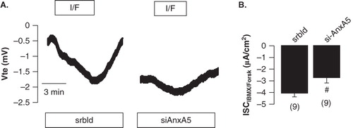 Figure 7. siRNA-AnxA5 suppresses whole-cell conductance generated by wt-CFTR: (A) Representative original recording from an open-circuit Ussing chamber experiment with H441 cells grown on permeable supports showing the negative deflection of the transepithelial voltage upon stimulation with I/F (100 μM/2 μM), indicating activation of CFTR-dependent Cl− secretion. Incubation of the cells with siRNA for AnxA5 reduced I/F-induced Cl− secretion when compared to cells treated with scrambled (scrbld) siRNA. (B) Calculated equivalent short-circuit current (Isc) activated by I/F (100 μM/2 μM) in cells treated with scrambled or AnxA5-siRNA. Mean ± SEM, n = number of experiments. #Indicates significant difference from cells treated with scrambled siRNA (unpaired t-test).