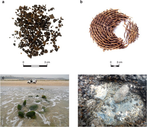 Figure 2. (a) Crushed olive pits from Kfar Samir, interpreted as olive waste (gefet) (photographed by S. Flit). (b) A woven basket found at Kfar Samir, probably an olive oil strainer (akal) (photographed by E. Galili). (c,d) Two stone installations at the submerged site Hishuley Carmel, containing thousands of olive pits that were presumably used for large-scale table-olive processing (photographed by E. Galili).