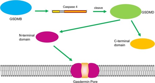 Figure 4 GSDMB could be cleaved by caspase-3/-6/-7. Caspase-3/-6/-7 promotes the cleavage of GSDMB and the releasing of the N-terminal effector domain and the C-terminal inhibitory domain.