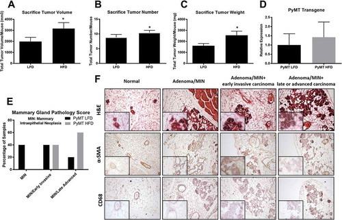 Figure 2. Sacrifice tumor and histopathology scoring for pre-menopausal experiment. WT and PyMT mice were fed either a LFD or HFD for 16 weeks. Following 16 weeks of diet feedings mice were euthanized and tumors were removed, measured, counted, and weighed. To confirm that diet did not influence expression of the transgene we measured mRNA expression of the PyMT transgene in the mammary gland. Mammary gland histopathology scoring was performed following H&E staining for LFD and HFD treated groups. a. Sacrifice tumor volume per mouse. b. Sacrifice tumor number per mouse. c. Sacrifice tumor burden (weight) per mouse. d. mRNA expression of the PyMT transgene in the mammary gland. e. Mammary gland histopathology scoring for both treatment groups. f. Representative images from grade of dysplasia used to identify each treatment group. *P < 0.05. Data are represented as ±SEM, PyMT LFD, n = 12 PyMT HFD, n = 15.
