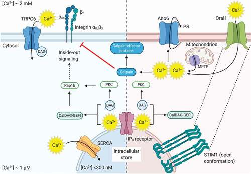 Figure 3. Schematic overview of the Ca2+ entry pathways and PS exposure. Left part GPCRs: Ca2+ depletion from the intracellular stores by GPCRs is mainly triggered through PLCβ-induced generation of IP3. The DAG mediates transient receptor potential channel 6 (TRPC6) opening, allowing extracellular Ca2+ entry. The rise in cytosolic Ca2+ results in activation of integrin αIIbβ3 via CalDAG-GEFI and Rap1b. Right part ILRs: ILR-induced Ca2+ depletion from the intracellular stores most strongly promotes STIM1-Orai1 channel coupling and activation by pumping Ca2+ ions inside the cytosol (store-operated calcium entry, SOCE). Mitochondrial depolarization and generation of mitochondrial permeability transition pore (MPTP) contributes to the increase of cytoplasmic Ca2+ levels. This high and sustained Ca2+ levels mediate anoctamin-6 (Ano6) scramblase activation and PS exposure, which also promotes ion channel opening and Na+, Cl− and water entry. Among other processes, calpains are activated resulting in the cleavage of several proteins and receptors. In both pathways, high intracellular Ca2+ levels activate sarco/endoplasmic reticulum Ca2+ ATPases (SERCA), which pumps Ca2+ back into the intracellular stores. Several channels in the plasma membrane such as plasma membrane Ca2+ ATPases (PMCA) and Na+/Ca2+ exchanger (NCX) also reducing the cytoplasmic Ca2+ levels (not shown). ROCK: Rho-associated protein kinase. For other abbreviations, see Figure 1. This figure was created using BioRender.com