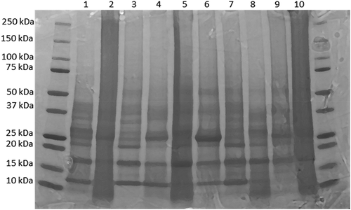 Figure 1. SDS-PAGE pattern of pulp proteins of 10 banana cultivars. Protein samples were loaded as follows: 1 = KM 5, 2 = Mtwishe, 3 = Nshanshambile, 4 = Pisang awak, 5 = Nyengele, 6 = Toke Uganda (Nshakala KL), 7 = Nshakala KG, 8 = Malindi, 9 = Ndeshi Laini, 10 = FIA 23.Figura 1. Patrón de SDS-PAGE de las proteínas de la pulpa de 10 cultivares de plátano. Las muestras de proteínas se cargaron de la siguiente manera: 1 = KM 5, 2 = Mtwishe, 3 = Nshanshambile, 4 = Pisang awak, 5 = Nyengele, 6 = Toke Uganda (Nshakala KL), 7 = Nshakala KG, 8 = Malindi, 9 = Ndeshi Laini, 10 = FIA 23