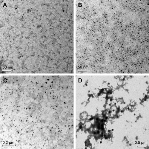 Figure 1 TEM images of HA (A) and CHI (B) nanoparticles and the aggregates of HA nanoparticles and HET (C) as well as the aggregates of CHI nanoparticles and HET (D).Abbreviations: TEM, transmission electron microscopy; HA, hyaluronan; CHI, chitosan; HET, heteronemin.