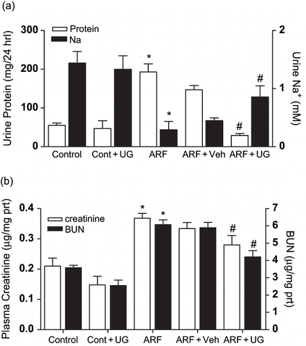 Figure 1. Effect of U74389G on renal damage and function. Urinary excretion of protein (Figure 1a, left) and Na+ (right) or plasma creatinine (Figure 1b, left) and BUN (right) in different groups of control or ARF rats treated with vehicle (Veh) or U74389G (UG: 10 mg/kg/day; orally) for 21 days. Values are mean ± SEM. *p < 0.05 versus control; #p < 0.05 versus ARF; n = 6 rats/group. Abbreviations: control = untreated rats; Cont+UG = control rats treated with U74389G; ARF = glycerol-induced acute renal failure; ARF+Veh = ARF rats treated with vehicle; ARF+UG = ARF rats treated with U74389G.