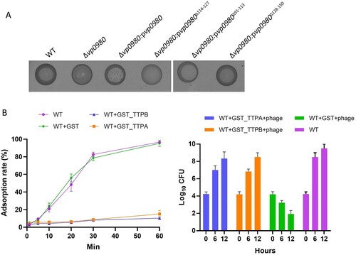 Figure 6. TTPA and TTPB binding with Vp0980 is essential for phage-mediated cell lysis. (A) A phage drop assay was performed to determine the role of different regions of Vp0980 in phage-mediated cell lysis. Each strain labeled at the top of the image was added with a drop of phage, and the lysis zone was visually observed. (B) (left) Adsorption quantification for the wild type or wild type in the presence of GST-TTPA, GST-TTPB or GST. B (right) The wild type was incubated with recombinant GST-TTPA, GST-TTPB, or GST for 1 hour. Subsequently, phage was added, and CFU were measured after 6 and 12 hours of incubation. The wild type without recombinant protein and phage was included as a control.