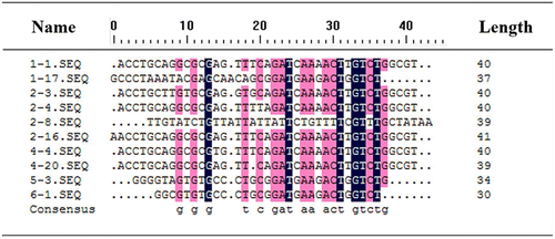 Fig. 6. Multiple sequence alignments of the selected aptamers (without primers).