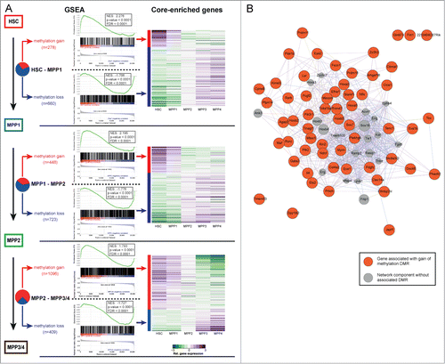 Figure 3. DNA-methylation changes correlate with gene-expression. (A) Left panel: Gene set enrichment analysis (GSEA) of genes associated with DMRs using the GSEA tool (Subramanian et al., 2005). GSEA is provided for DMRs identified between HSC−MPP1, MPP1−MPP2, MPP1−MPP3/4 and split into gain of methylation (red) or loss of methylation (blue) DMRs. NES: normalized enrichment score, FDR: false discovery rate. Right panel: Relative gene expression levels of core enriched set of genes normalized per row (purple: upregulated; green: downregulated). (B) Protein-protein interaction network based on GeneMANIA depicting the interactions of the “core enriched genes” for the HSC−MPP1 transition correlating with gain of methylation and decreased expression. The interaction network of the “core enriched genes” for the HSC−MPP1 transition correlating with loss of methylation and increased expression is depicted in Figure S1.