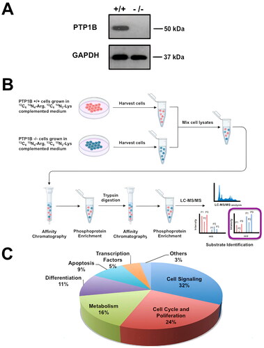 FIG 1 Schematic illustration of the SILAC-based quantitative phosphoproteomic approach. (A) Representative Western blot of Ptp1b +/+ and Ptp1b −/− cells. (B) Ptp1b +/+ and Ptp1b −/− cells were cultured in “light” (red) or “heavy” (blue) medium and stimulated with EGF for 15 min. After lysis, the samples were mixed and incubated with antiphosphotyrosine antibodies for enrichment of tyrosine-phosphorylated proteins. Then, the phosphoprotein fraction was digested with trypsin, and phosphopeptides were enriched again with TiO2 beads. Phosphopeptides were analyzed by LC-MS/MS. (C) Proteins identified in this assay were classified according to their cellular function.