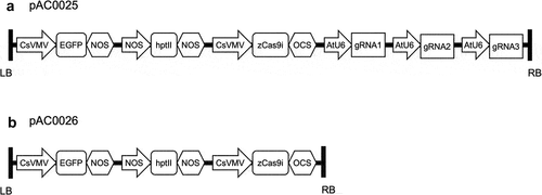Figure 2. CRISPR construct T-DNA diagrams. LB indicates left border and RB indicates right border. A) pAC0025 T-DNA includes cassettes for the expression of GFP, selectable marker hptII conferring hygromycin resistance, zCas9i, and three gRNAs targeting CpPDS. B) pAC0026 (the negative control construct) lacks gRNA transcriptional units.