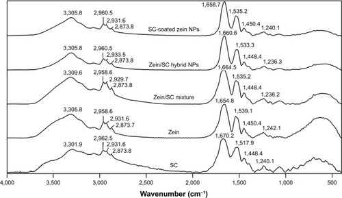 Figure 8 FTIR spectra of SC, zein, zein/SC mixture with 1:1 weight ratio, zein/SC hybrid nanoparticles, and SC-coated zein nanoparticles.Abbreviations: FTIR, Fourier transform infrared; NPs, nanoparticles; SC, sodium caseinate.