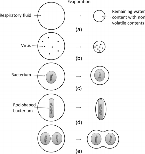 FIG. 1 Illustration of expiratory droplet nucleus shrinkage from (a) a droplet free of pathogen, (b) virus-laden droplet, (c) a bacterium-laden droplet, (d) a droplet containing a rod-shaped bacterium, and (e) a droplet containing multiple bacteria.