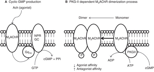 Figure 8. Proposed model of molecular regulation of M3AChR induced by PKG-II phosphorylation at plasma membrane from BTSM. All molecular compnents are membrane bound entities. (A) Muscarinic agonist (Acetylcholine) binds to M3AChR and activates the heterotrimeric Gq16, which stimulates the NPR-GC and increases the cGMP production. (B) Cyclic GMP activates the PKG-II and produces M3AChR phosphorylation inducing a conformation changes to produce M3AChR dimer, which stabilizes or ‘freezes' the M3AChR population, in a refractory state to agonist activation, and prone to antagonist binding, which helps to understand the molecular mechanisms of muscarinic antagonist drug action.