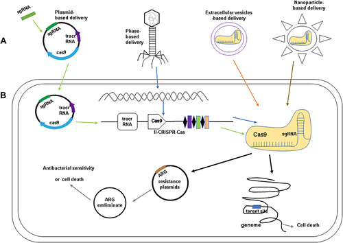 Figure 3 (A) The methods for delivery of CRISPR-Cas components: plasmids-based delivery (Design and synthesize sgRNA targeting the target gene and ligate it into a plasmid vector containing Cas9); phage-based delivery (The CRISPR-Cas system was integrated into the phage genome and delivered with the phage as a vector); Extracellular vesicles(EVs)-based delivery and nanoparticle-based delivery (Cas9 protein and sgRNA form a ribonucleoprotein (RNP) complex and packaged into EVs and nanoparticles). (B) The application of CRISPR-Cas system in antibiotic resistance. When the delivery of CRISPR-Cas systems in the bacteria cells, the antibiotic-resistant genes (ARG) on the plasmids could be eliminated and the bacteria can re-sensitized against antibacterial agents. CRISPR-Cas also shows a strong bactericidal activity and make the cell die after the recognition of the target ARG on plasmid and the target site on genome.