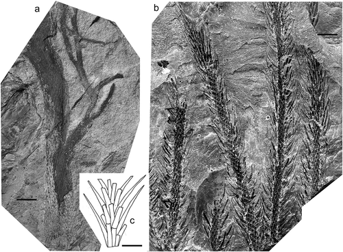 Figure 8. Lepidodendron lycopodioides Sternberg. (a), Národní muzeum (Prague), Specimen E 4743 (lectotype); Svinná, Czech Republic; Whetstone Horizon (Duckmantian) (photo by Lenka Váchová). (b), National Museum Wales, Specimen NMW 2013.43 G.108; Brymbo Opencast near Wrexham, Denbigh Coalfield, north Wales, UK (photo by P. Appleton); Middle Coal Measures (Duckmantian). (c), Drawing of leafy shoot by Deborah Spillards (from Cleal and Thomas, Citation1994). All scale bars = 10 mm.