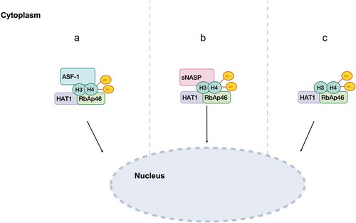 Figure 1. Representative model of the mechanism by which HAT1/KAT1 cytoplasmic complexes shuttle into the nucleus