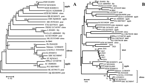 Fig. 2 Unrooted Neighbour-joining (NJ) phylogenetic trees basing on nucleotide sequences of genome (a) and partial coating protein gene (b) of Apple stem grooving virus (ASGV). The designations of ASGV isolates available in GenBank were followed by sequence accession numbers and original hosts of the isolates on the right. Bootstrap values (1000 replicates) greater than 60% are given at the branch nodes. The scale bar below the tree represents the number of nucleotide substitutions per site. The ASGV isolates from kiwifruit reported in New Zealand and India were included in the CP-based tree.