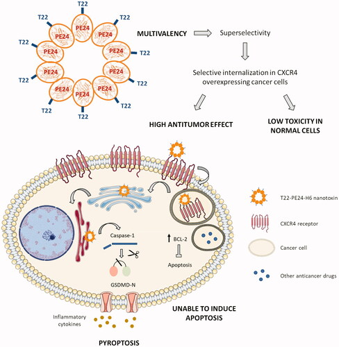 Figure 5. Graphical summary showing the T22-PE24-H6 highly selective antitumor effect in CXCR4 overexpressing CRC cells, through the activation of pyroptosis. The image describes the advantage of this novel approach in front of other anticancer therapies, due to the super selectivity of the polytpeptidic nano toxins that allows its specific internalization in CXCR4+ target cancer cells and the induction of pyroptosis, a non-apoptotic cell death mechanism. T22-PE24-H6 interacts with the CXCR4 receptor in the cell surface of cancer cells, being subsequently internalized by endocytosis and trafficked through the Golgi apparatus and the endoplasmic reticulum (ER). Once in the cytoplasm, the Pseudomonas aeruginosa exotoxin is able to induce target cancer cell death by activation of the pyroptotic effectors NLRP3 (part of the inflammasome complex), caspase-1 and Gasdermin-D (GSDMD). The activation of this novel mechanism will overcome resistance to classical anticancer drugs mediated by cancer cell upregulation of antiapoptotic pathways (e.g. overexpression of Bcl-2 protein family).