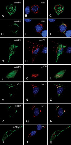 Figure 3.  Notch regulates WWP1 localization in the nucleus. Full-length WWP1 was coexpressed with full-length human Notch1 (hN1) (A–F), integrin-αV (Int-αV) (G–I), or soluble Notch1 intracellular domain (NICD) (J–L). When WWP1 was coexpressed with Notch, two classes of distribution were observed. A small proportion of cells showed no colocalization (A–C) with WWP1 being present in both cytoplasm and nucleus. The majority of cotransfected cells showed a strict colocalization of Notch1 and WWP1 with the latter excluded from the nucleus (D–F). When WWP1 was coexpressed with integrin-αV (G–I), or NICD (J–L), WWP1 was localized as in singly transfected cells. Expressed WWP1ΔC2 (M–O) or WWP1HECT (P–R) also became depleted from the nucleus in the majority of cells coexpressing Notch1, and both colocalized with the latter. (S–U) When WWP1ΔHECT was coexpressed with Notch, no colocalization with the latter was observed and the distribution of WWP1ΔHECT was exclusively cytoplasmic, as in singly transfected cells. WWP1 and its deletion constructs were visualized by staining for the V5 epitope (shown in green). hN1, NICD and integrin-αV immunostaining is shown in red. DAPI stained nuclei are also shown in some images (blue). Third column displays merged images.