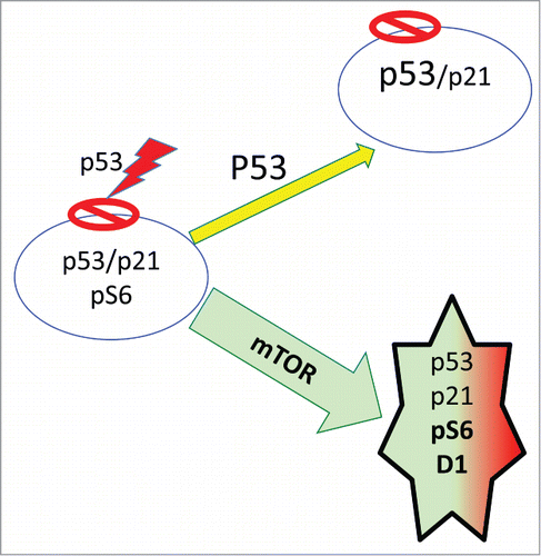 Figure 3. The dual role of p53 in senescence. P53 causes Arrest that is followed by geroconversion (green arrow). Yet, at very high levels, p53 can inhibit mTOR, suppressing geroconversion (yellow arrow) and leading to quiescence.