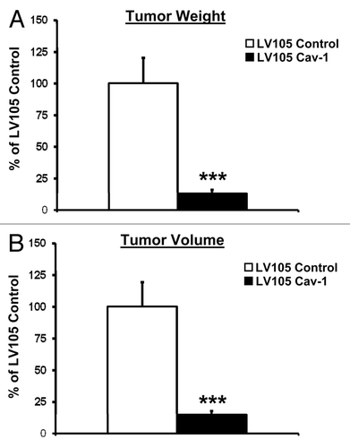Figure 3. U-87MG cells stably overexpressing Cav-1 exhibit decreased tumor growth in vivo. (A) Tumor weight and (B) tumor volume of U-87MG xenografts grown in athymic nu/nu male mice after 4 wk (n = 30 per group, ***p < 0.001).