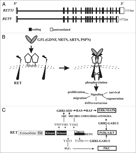 Figure 1 Ret gene structure and signaling. (A) Gene structure of RET. RET is located at chr 10q11.2 and consists of 20 exons (rectangular boxes). Depicted are two major RET isoforms, RET51 and RET9, generated by alternative splicing. (B) Diagram showing RET activation by glial cell line-derived neurotrophic factor (GDNF) family ligands (GFLs). A dimer of one of the four GFLs (GDNF; Neurturin, NRTN; Artemin, ARTN; Persephin, PSPN) associates with homodimers of one of the four GPi-linked corereceptor's (GFRα1–4) to form multimeric complex with a RET homodimer. This leads to activation of RET kinase domain in the cytoplasmic side by phosphorylation, and downstream signaling cascades that regulate the indicated biological responses. (c) Gross anatomy of RET. Different RET domains are shown, extracellular, transmembrane (TM) and cytoplasmic domain that harbors the kinase activity regions. Key RET tyrosine (Y) residues, the preferred intracellular adaptors that they bind to, and the downstream signaling cascades that are activated are shown. Y905 is a residue important for RET kinase activity. Note the extra Tyr Y1096 in the RET51 isoform directly binds to GRB2 to preferentially activate PI3K/AKT pathway. Thus, both RET-Y1062 and RET-Y1096 can activate PI3K through GRB2-GAB1/2.