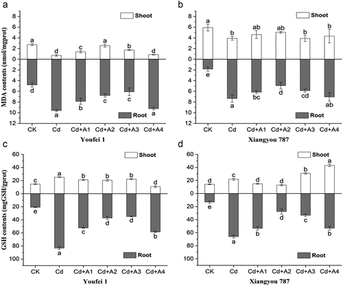 Figure 5. Effects of ABA treatment on MDA and GSH content in B. napus cultivars. (A) MDA contents in Youfei 1 shoots and roots, (B) MDA contents in Xiangyou 787 shoots and roots, (C) GSH contents in Youfei 1 shoots and roots and (D) GSH contents in Xiangyou 787 shoots and roots Values represent the means of three replicates (n = 3) ±SD in the experiment and different letters indicate a significant difference between treatments at P < 0.05. CK: control, nutrient solution alone; Cd: 10 μmol/L Cd was added into the nutrient solution; A1: 0.5 μmol/L ABA; A2: 1 μmol/L ABA; A3: 5 μmol/L ABA; A4: 10 μmol/L ABA.