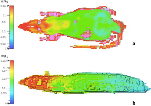 Figure 3. SAR simulation results at 3.5 GHz: 1 g average frontal plane (a) and 10 g average sagittal plane (b).