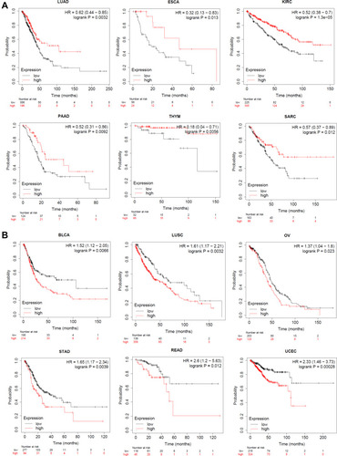 Figure 2 Correlation between AGTR1 gene expression and survival prognosis of cancers in TCGA. (A) Kaplan-Meier analysis results based on AGTR1 expression in LUAD, ESCA, KIRC, PAAD, THYM, SARC. (B) Kaplan-Meier analysis results based on AGTR1 expression in BLCA, LUSC, OV, STAD, READ, and UCEC. Red represents high AGTR1 expression, black represents low expression.
