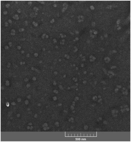 Figure 2. A FESEM image of b-Span 20.