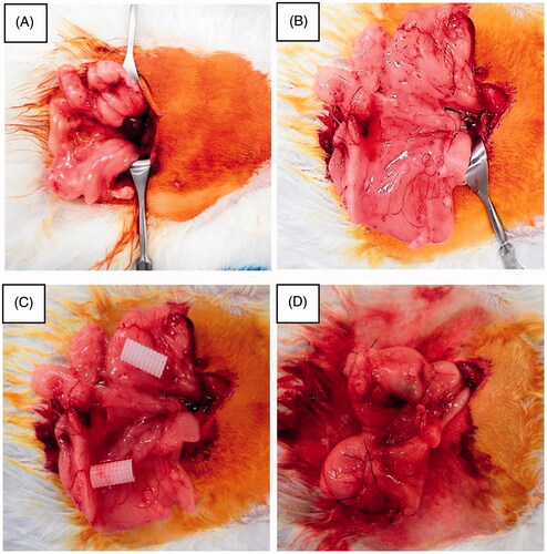 Figure 2. The surgical procedure for the implantation of the tracheal scaffold into the omentum. A. 2-cm-long vertical incision made in the midline of the abdomen. B Omentum is identified though this incision, and gently pulled out from the peritoneal cavity. C, D. 1–3 tracheal scaffolds implanted into the omentum.