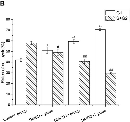 Figure 4 Effect of DMDD on cell cycle of 4T1 cells.