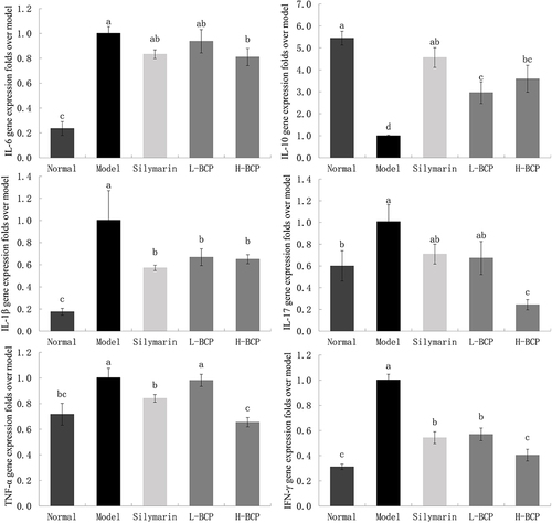 Figure 4 Gene expression of IL-6, −10, −1β, −17, TNF-α, and IFN-γ in the liver. a–dMean values with different letters in the same bar graph are significantly different (P < 0.05), per Tukey’s test. Normal: 0.9% normal saline gavage; Model: intraperitoneal injection of D-Gal/LPS; Silymarin: 100 mg/kg·bw gavage of silymarin, and intraperitoneal injection of D-Gal/LPS; L-BCP: 150 mg/kg·bw gavage of blood coral polysaccharides, and intraperitoneal injection of D-Gal/LPS; H-BCP: 300 mg/kg·bw gavage of blood coral polysaccharides, and intraperitoneal injection of D-Gal/LPS.