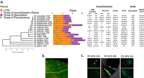 Figure 1. Phylogeny of Metarhizium spp. (a) a phylogenomic tree for the Metarhizium species used in this study. Right of tree, the bars indicate times for the onset of a fly’s immune response (detected by Drs-GFP fluorescence), immobilization and death. The % germination provided are after 18 or 40 hrs in yeast extract medium (YEM) or in glucose medium, and after 16 hrs on insect cuticle (fly wings). Fungal growth in the hemolymph (colony forming units (CFU’s) at the commencement of the immobilization period), sporulation (spore counts per cadaver) and radial growth on PDA are provided as measures of growth. Further details are provided in Supplemental tables S1 and S2. (b) rapid germination and growth of M. robertsii 2575 conidia (expressing cherry) compared to M. majus 1946 (expressing GFP) on fly wings (the ungerminated conidia of M. majus are approximately 10 µm long) (c) GFP-expressing M. robertsii 2105 photographed on the abdomen and wings of a fly 24- and 60-hours post-infection. Flies or their wings were visualized with epifluorescence, with filters set to detect GFP or cherry fluorescence.