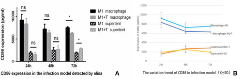 Figure 8 The change trend of CD86 expression of macrophages and supernatant detected by ELISA. (A) Compared with the control group, the expression of CD86 on macrophages was significantly decreased when incubated with T. marneffei at 72 hours (*p < 0.05), while the content of CD86 in supernatant was significantly increased at 72 hours (*p < 0.05) detected by ELISA. However, there was no significant change of the expression of CD86 on macrophages either at 24 hours or 48 hours (nsp > 0.05), nor did the content of CD86 in supernatant (nsp > 0.05). (B) The change trend of CD86 expression in line chart.
